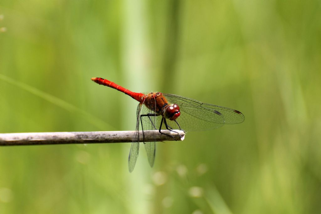 Sympetrum sanguineum?